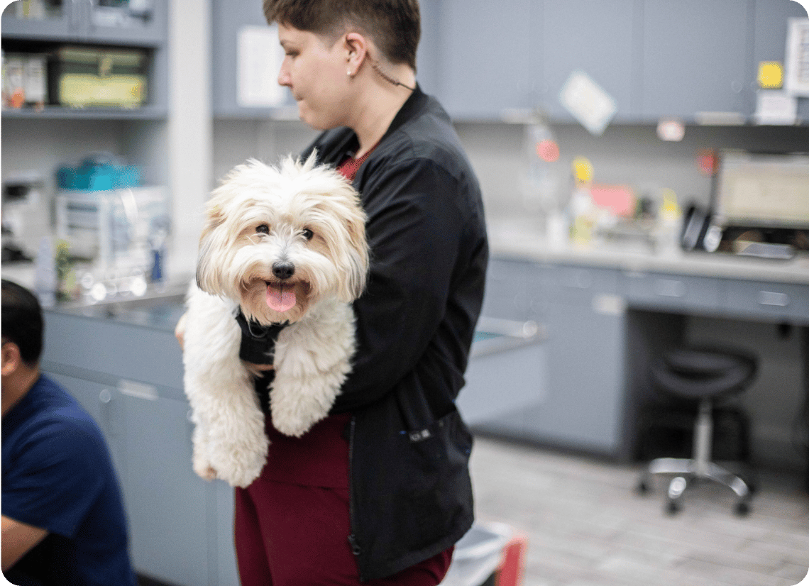 A vet tech holding a happy dog
