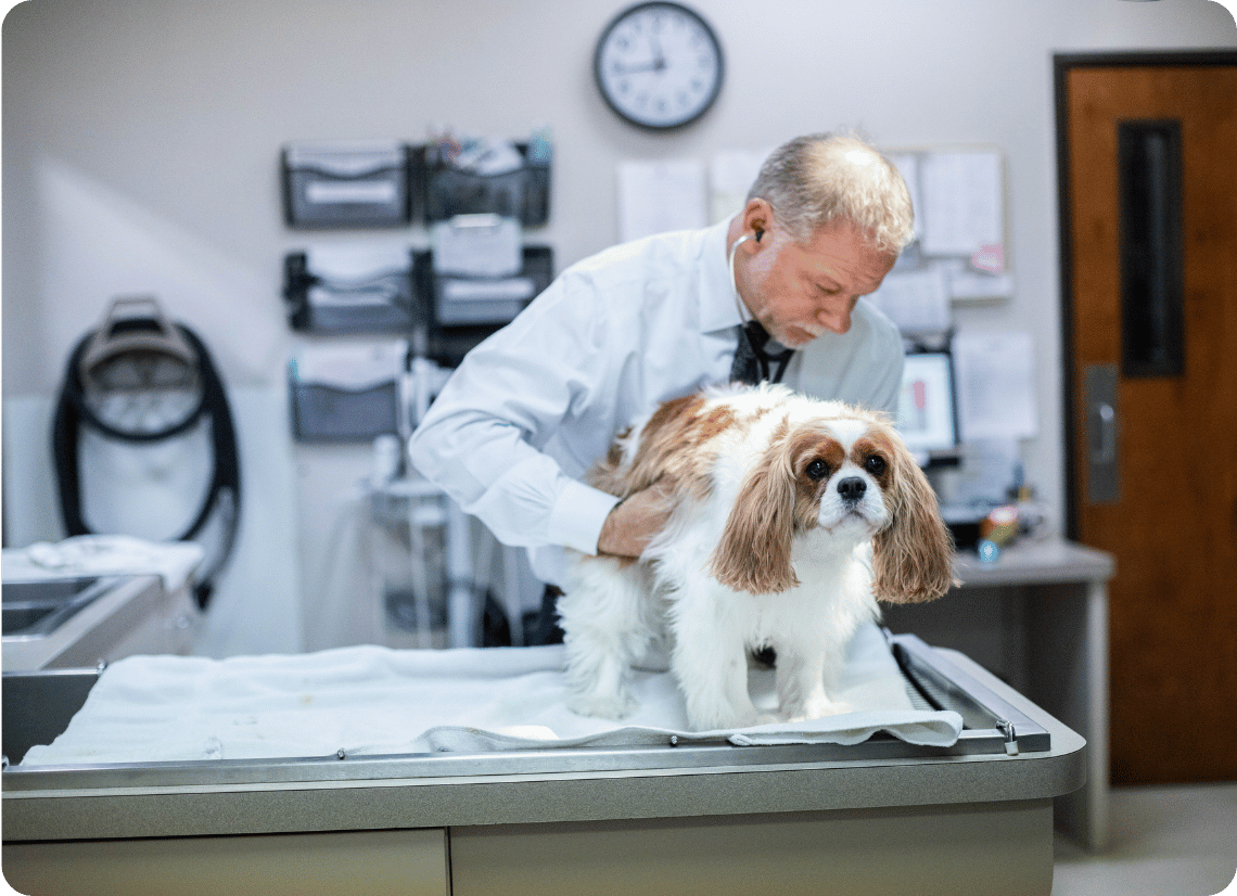Veterinarian examining a dog