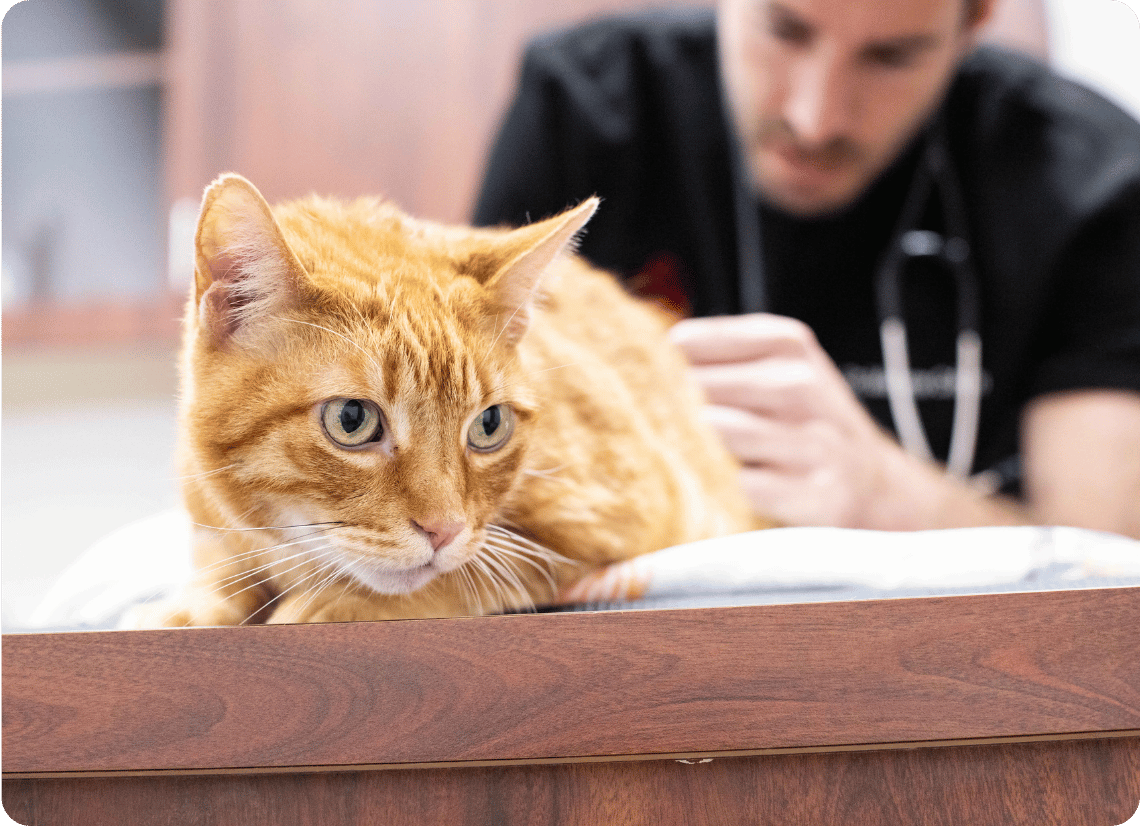 Veterinarian examining a cat