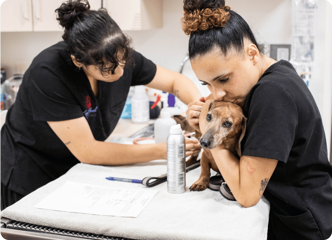 Two vet techs working together with a dog