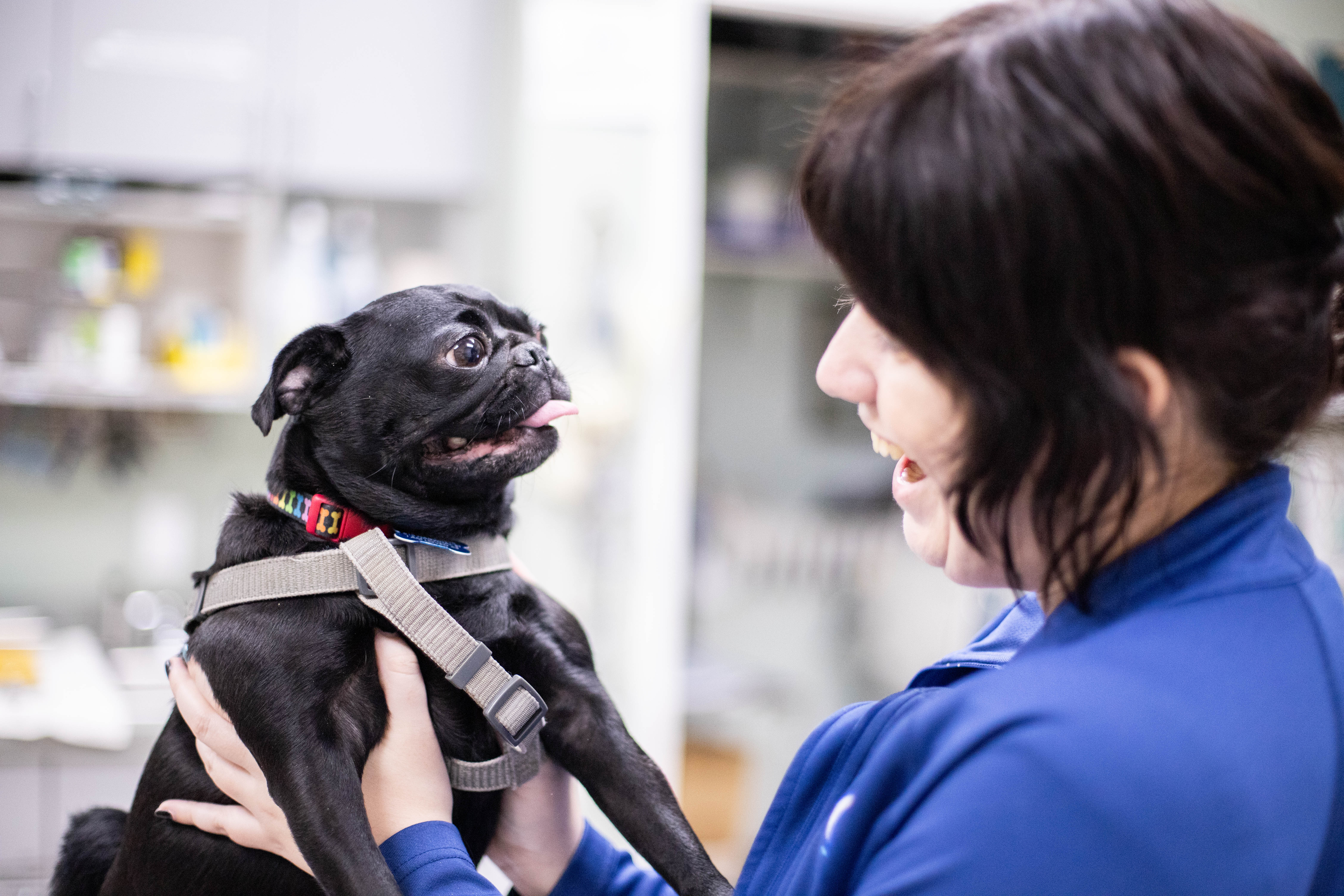 Pacific-Pet-Hospital-151